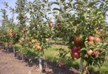 ДФ „Земеделие“ започва прием на заявления по схемата помощ за компенсиране разходите на земеделски стопани