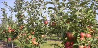 ДФ „Земеделие“ започва прием на заявления по схемата помощ за компенсиране разходите на земеделски стопани