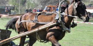 И тази година без кушии на Тодоровден в Асеновград