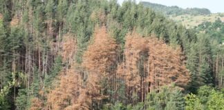 Ще секат дърветата, за да спасят горите от изсъхване