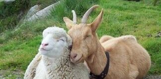 Животновъдите ще получат по 40.30 лева за овца или коза-майка