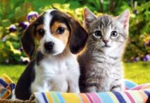 На 31 март 2018 г. изтича срокът за регистрация на домашните кучета и котки