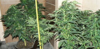 Заловиха 39-годишен, отглеждал в дома си саксии с растения от рода на конопа