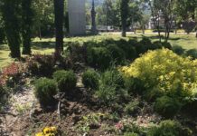 Откраднаха 80 бр. цветя и храсти от Градския парк в Асеновград