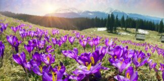 Днес в 17:33 ч. настъпва астрономическата пролет Астрономическа пролет