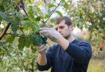 НАП изпраща е-писма до земеделските стопани