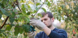 НАП изпраща е-писма до земеделските стопани