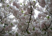 С близо 43% се увеличават засадените площи с овощни насаждения