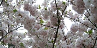 С близо 43% се увеличават засадените площи с овощни насаждения