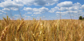Отчитат рекордна реколта от пшеница