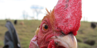 На 2-ри февруари народът ни чества Петльовден