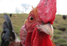 20-ти януари е известен като Петльовден