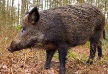 Ловни и природозащитни организации се обявиха против разрешаването на групов лов на дива свиня от месец юли