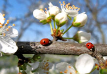 Честита Първа пролет!