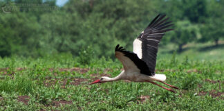 69 вида защитени птици са били спасени от РИОСВ – Пловдив през 2018 гoдина