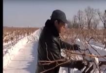 Зарязаха лозята в Тополово