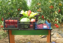 Зеленчукопроизводителите кандидатстват за краткосрочни кредити от 21 април