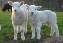 Ваксинирането на селскостопанските животни срещу заболяванията „син език“ и антракс се извършва в график