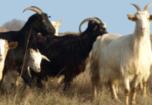 Констатирано е огнище на бруцелоза, умъртвяват заразените животни