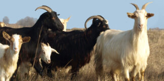 Констатирано е огнище на бруцелоза, умъртвяват заразените животни