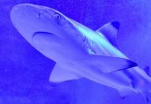 Отново уникални подаръци за децата- гости на Регионалния природонаучен музей – Пловдив