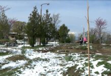 Залесителна акция