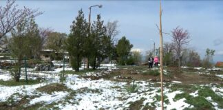 Залесителна акция