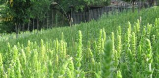 Проверки за незаконно бране на мурсалски чай