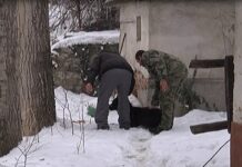 Проблемът с бездомните кучета в Асеновград се задълбочава