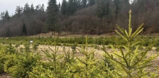 Над 22 000 коледни елхи пуска за продажба ЮЦДП