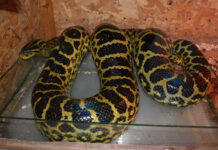 Намериха избягалата змия в Пловдив