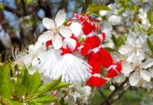 На 1-ви март празнуваме Баба Марта – символ на настъпващата пролет, на топлината и светлината