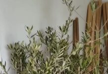 Залесителната акция в Алпинеума в кв. „Баделема“ с нова дата