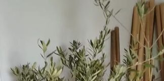 Залесителната акция в Алпинеума в кв. „Баделема“ с нова дата