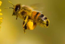 Пчеларите получават 4,5 млн. лева по схемата de minimis