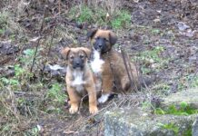 Промяна в Програмата за овладяване на популацията на безстопанствените кучета на територията на община Асеновград