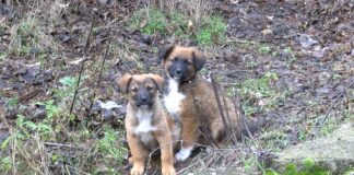 Промяна в Програмата за овладяване на популацията на безстопанствените кучета на територията на община Асеновград