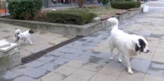 Над 300 бездомни кучета са по улиците в Асеновград и селата от общината