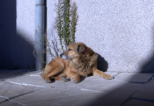 Преброиха бездомните кучета в Куклен