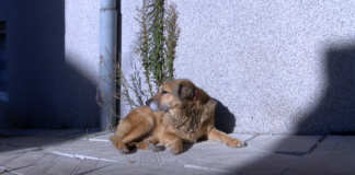 Преброиха бездомните кучета в Куклен