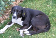 Община Асеновград с кампания за осиновяване на бездомни кучета през септември