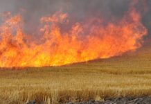 Забраниха паленето на стърнища в земеделските площи