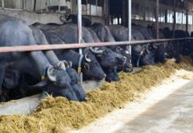 Преведоха първите 19 млн. лв. на животновъдите за Кампания 2019