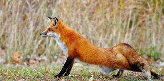 Днес се отбелязва Световният ден за борба с болестта бяс