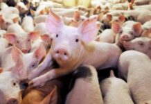 До 26 август трябва да се представят протоколите за дезинфекция на дворовете и населените места във връзка с АЧС