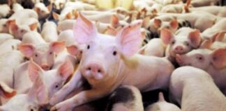 До 26 август трябва да се представят протоколите за дезинфекция на дворовете и населените места във връзка с АЧС