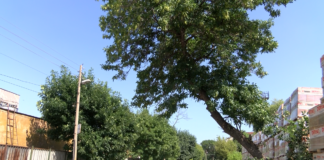 Развитие относно казуса с наклоненото дърво