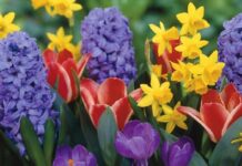 Цветница е – тази година без осветени върбови клонки