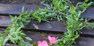 Лазаровден и Цветница ще бъдат отбелязани и в община Асеновград