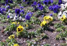 Конкурс за рисунка и засаждане на цветя по повод Световния ден на Земята